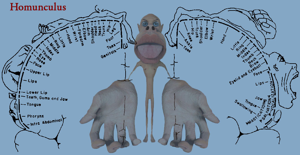 homunculus mano riabilitazione